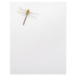 Dragonfly Dreams letterhead