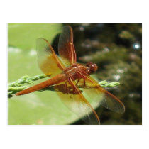 Dragonfly Dreams postcards