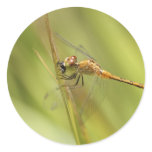 Dragonfly Eating Fly Round Sticker