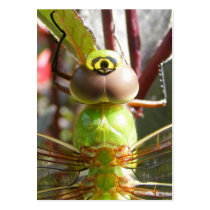 Dragonfly eyes ~ ATC Business Cards
