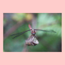 Dragonfly Face Canvas Print posters