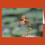 insects, dragonflies, damselflies, golden winged
