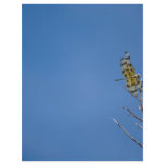 Dragonfly Flyer Design