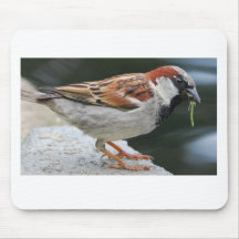 'Dragonfly for Dinner' Mousepad