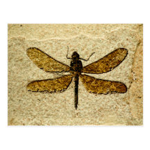 Dragonfly Fossil Postcard