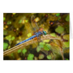 Dragonfly Full Wing Span Card