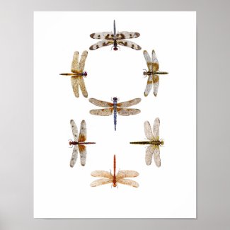 Dragonfly Graphic Art print