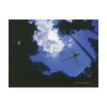 Dragonfly in flight, flapping wings postcard