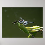 Dragonfly in Portrait Print