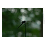 Dragonfly in Silhouette on Horsetail Rush Card