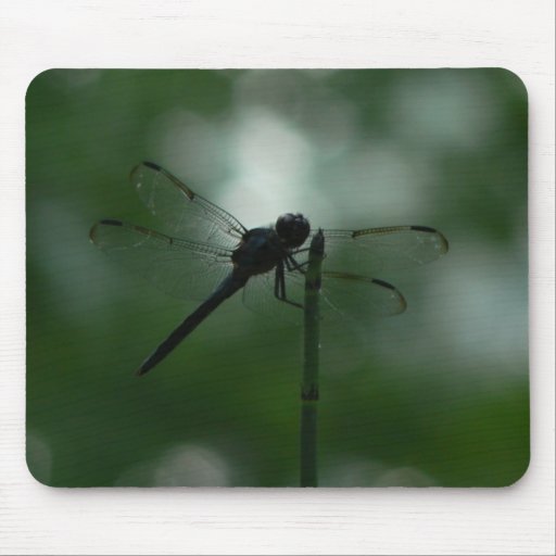 Dragonfly in Silhouette on Horsetail Rush Mousepad