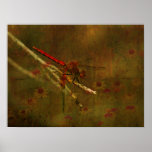 photo, fine, art, poster, print, nature, wildlife,
