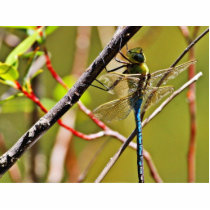 Dragonfly Insect photo sculptures