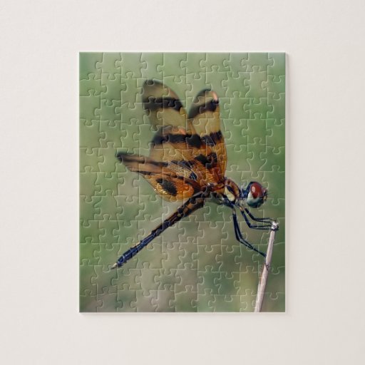 Dragonfly Jigsaw Puzzle Zazzle