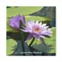Dragonfly Lotus magnets