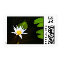 Dragonfly Lotus postage