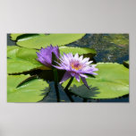 Dragonfly Lotus Posters