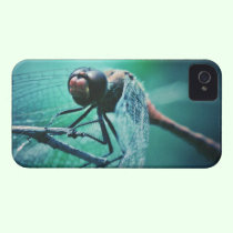 Dragonfly macro photography insect bug shoot casemate cases