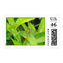 DRAGONFLY MAGIC postage by dequilla DRAGONFLY MAGIC postage