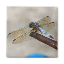 Dragonfly magnets