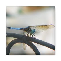 Dragonfly magnets