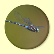 dragonfly magnets