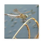 DragonFly Magnet