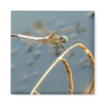 DragonFly Magnet