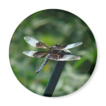 Dragonfly Magnet magnets