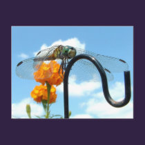 Dragonfly Marigold Sky Photo postcards