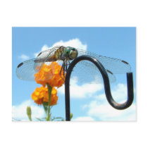 Dragonfly Marigold Sky Photo