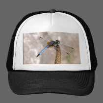 Dragonfly! hats