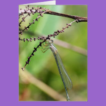 Dragonfly on branch cards by sharonsphotography Dragonfly on branch cards