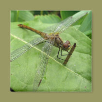 dragonfly on green leaf magnets