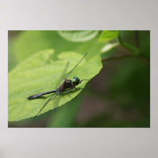 Dragonfly on Leaf - Poster