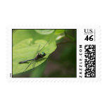 Dragonfly on Leaf - Stamp