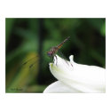 Dragonfly on Lily posters