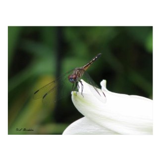 Dragonfly on Lily print