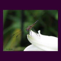 Dragonfly on Lily posters by naturegirl7 Dragonfly on Lily posters