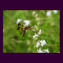 Dragonfly on Pale Lobelia posters by naturegirl7 Dragonfly on Pale Lobelia posters