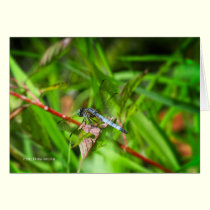 Dragonfly on red leaf cards