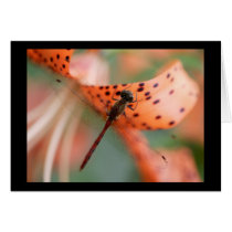 DragonFly on Tiger Lilly #2 cards