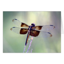 dragonfly - pastel cards