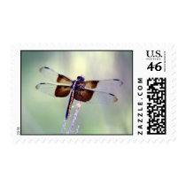 dragonfly - pastel stamps
