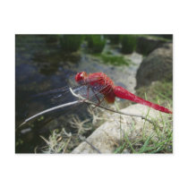 Dragonfly perching on branch, close up postcards