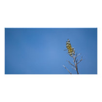 Dragonfly Personalized Photo Card