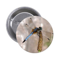 Dragonfly! buttons