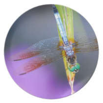 Dragonfly - plate