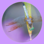 Dragonfly - plate plates