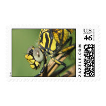 dragonfly postage by miaoweb dragonfly postage